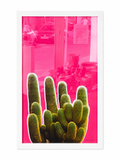 Cactus, Purmamarca