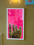 Cactus, Purmamarca